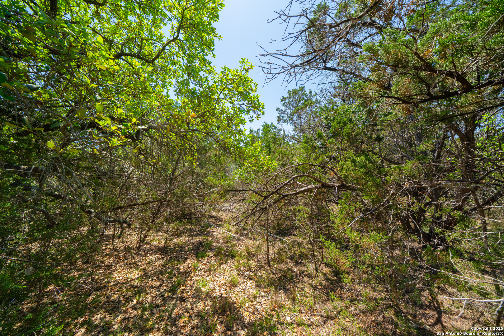 22-nd St Bandera, TX 78003 - Photo 11 of 14 a view of a tree in a yard