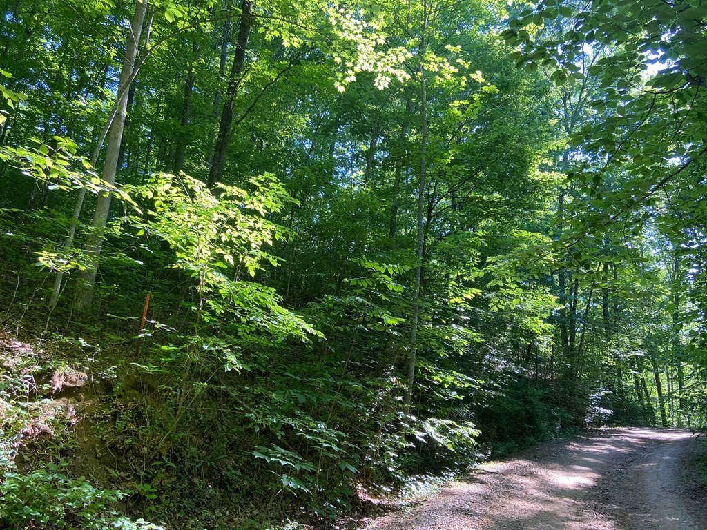 582 Suttons Road Cosby, TN 37722 - Photo 10 of 13
