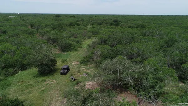 a view of a lush green forest