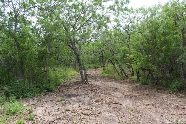 a view of a forest with trees in the background