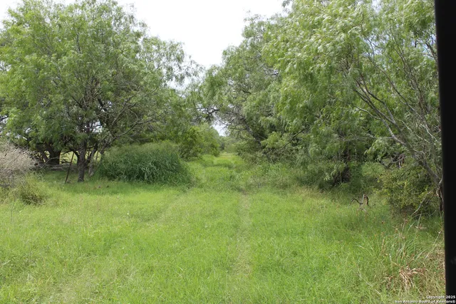 a view of a lush green space and trees