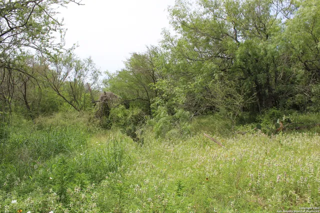 a view of a lush green space