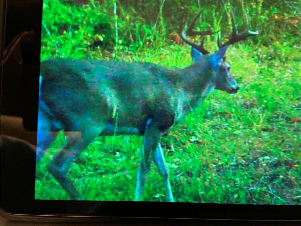 3543 County Road 3543 Saltillo, TX 75478 - Photo 4 of 12 Uncle Buck headed toward the feeder.