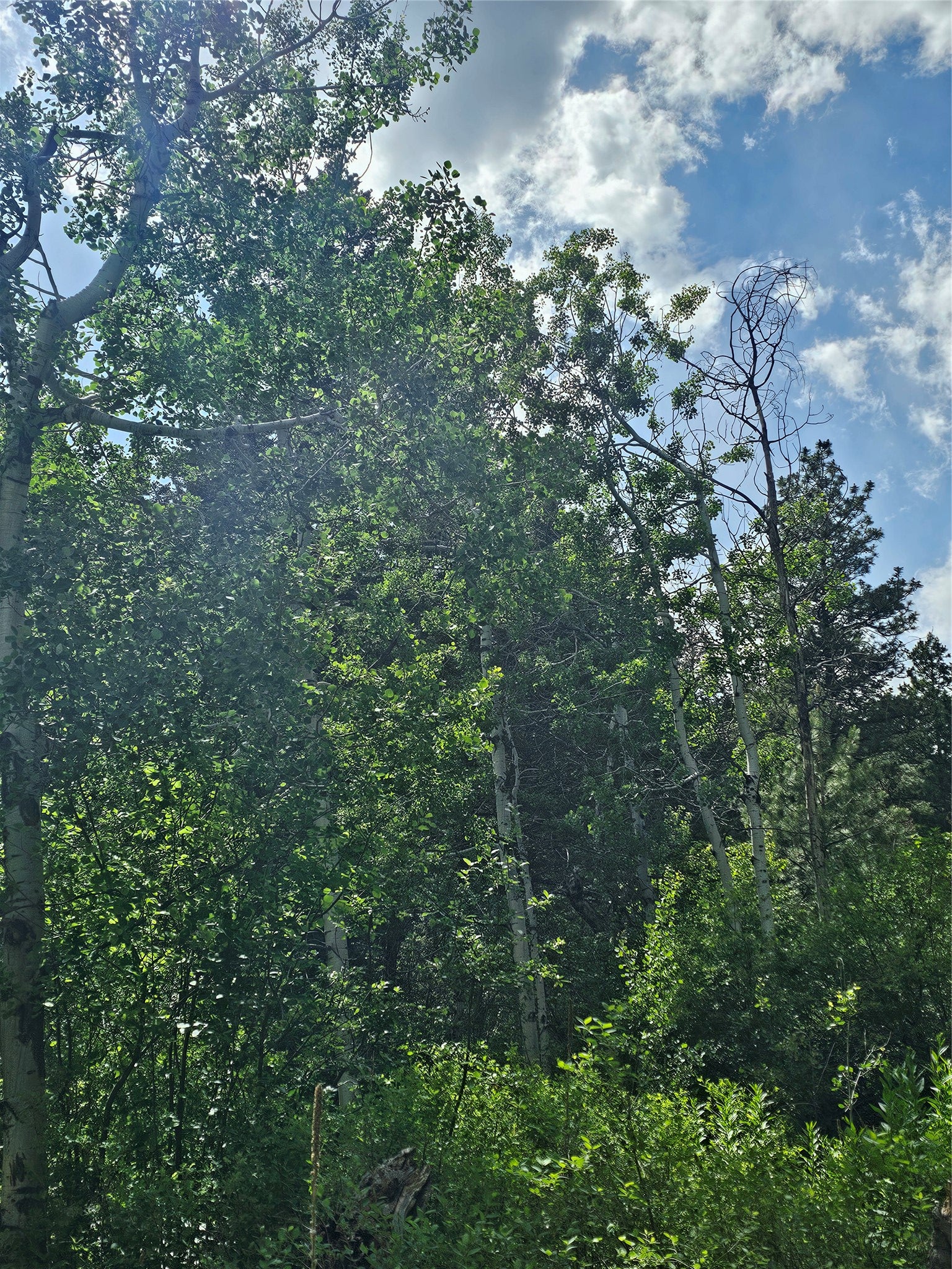 37 Outer Loop Road Cascade, MT 59421 - Photo 6 of 22 Gallery Image 6