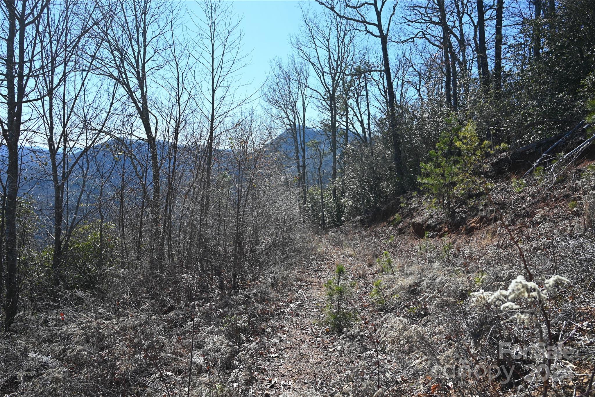 0 Longview Ridge, Unit 72 Sylva, NC 28779 - Photo 2 of 7 a view of a forest with trees in the background