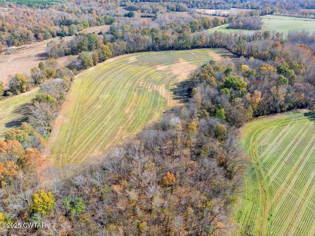 8405 Highway 77 Huntingdon, TN 38344 - Photo 24 of 37 a view of a yard with plants and large trees