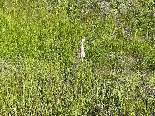 a close up of a plant