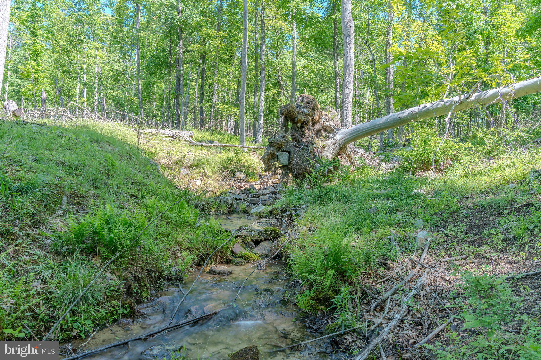 4503 Scotch Valley Road Hollidaysburg, PA 16648 - Photo 38 of 85 a view of a forest with a trees
