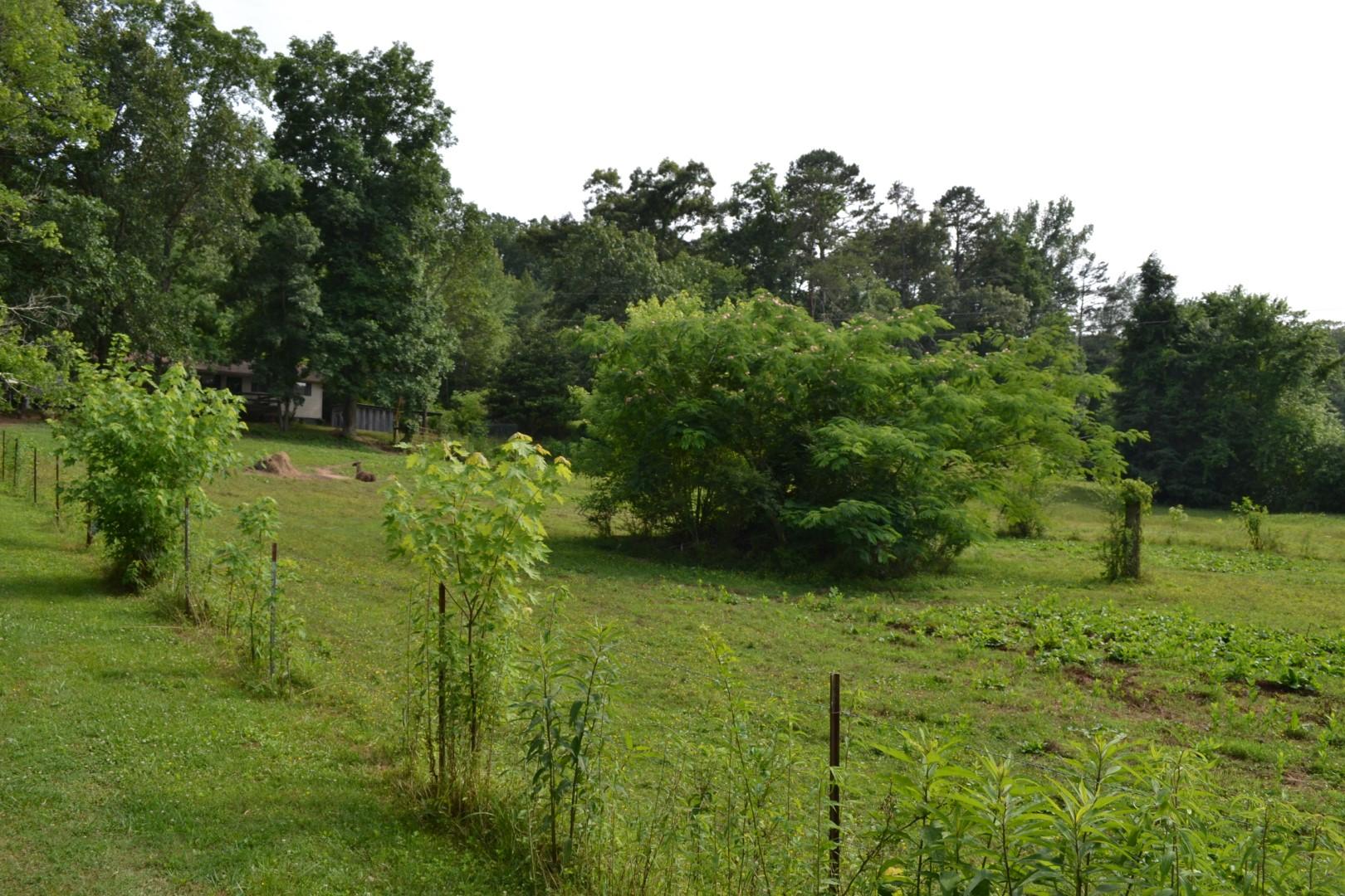8849 West Simpson Road Knoxville, TN 37920 - Photo 6 of 18 Lot 2 W Simpson (2)
