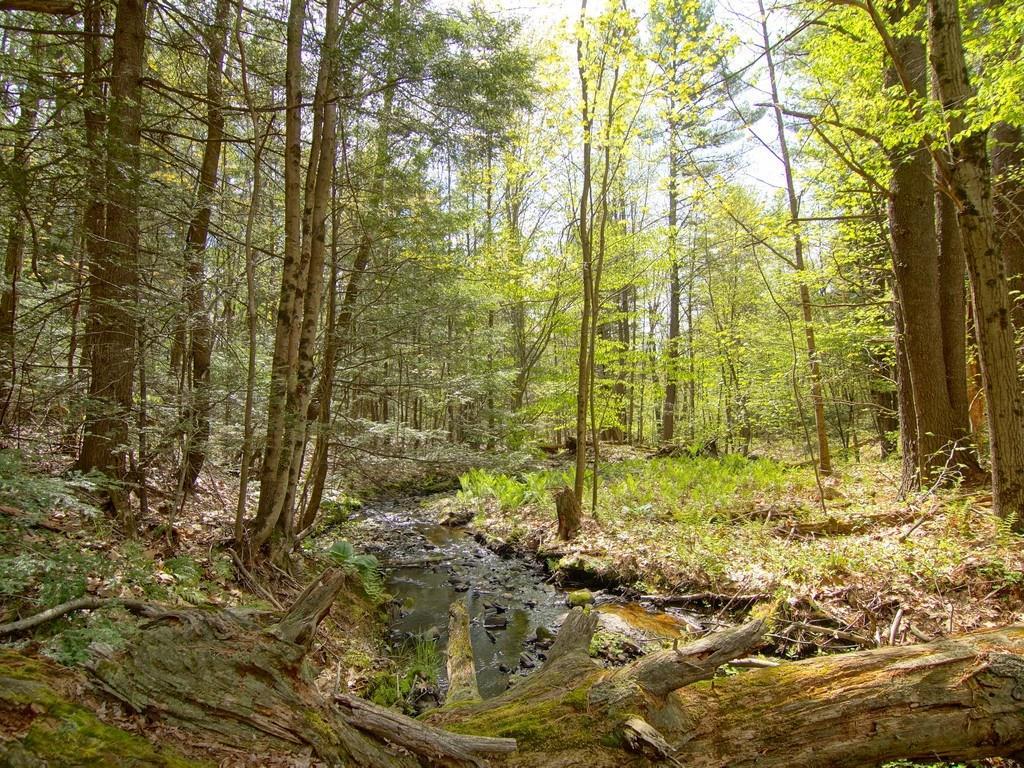 0 Blackberry Hill Road Berwick, ME 03901 - Photo 11 of 18 Ancient Driscoll Brook meanders near...