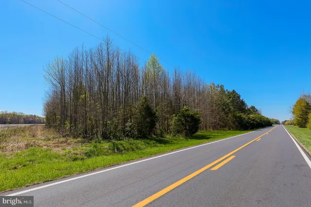 a view of a yard with a large trees