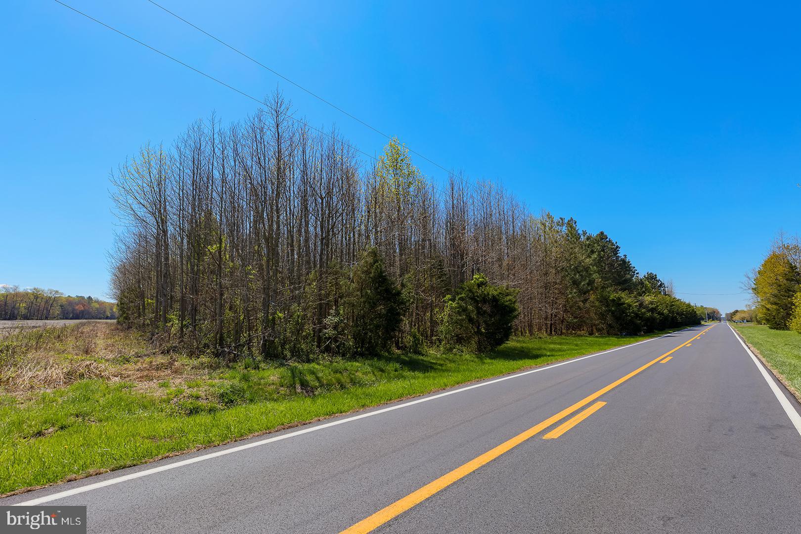 East Trap Pond Road Georgetown, DE 19947 - Photo 3 of 14 a view of a yard with a large trees