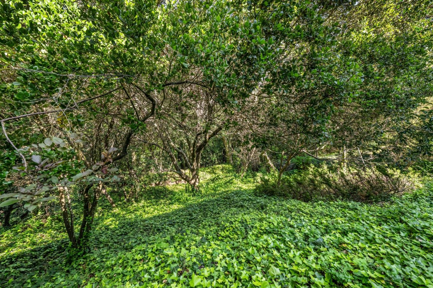 1255 Tuolumne Road Millbrae, CA 94030 - Photo 40 of 42 a view of a lush green forest