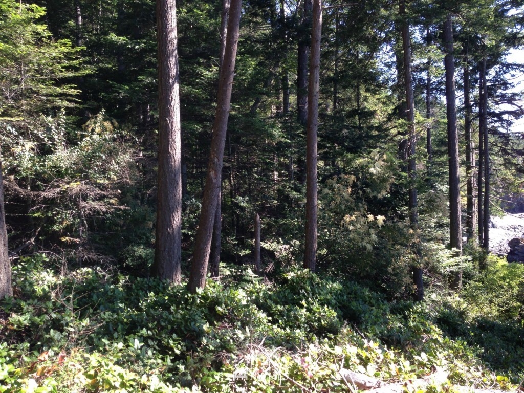 62 Rebe Road Orcas Island, WA 98280 - Photo 12 of 12 Gallery Image 12