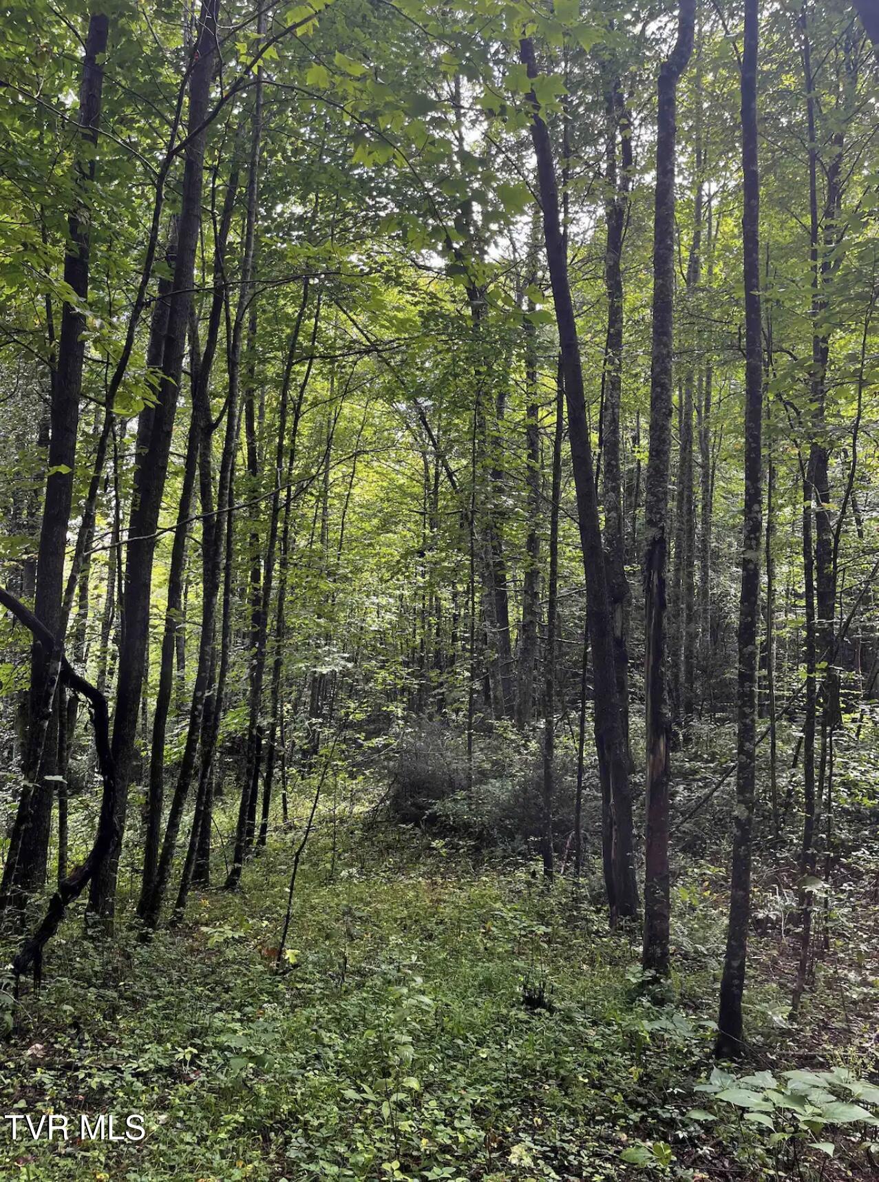 1259 Heaton Branch Road Butler, TN 37640 - Photo 7 of 20 IMG_9792
