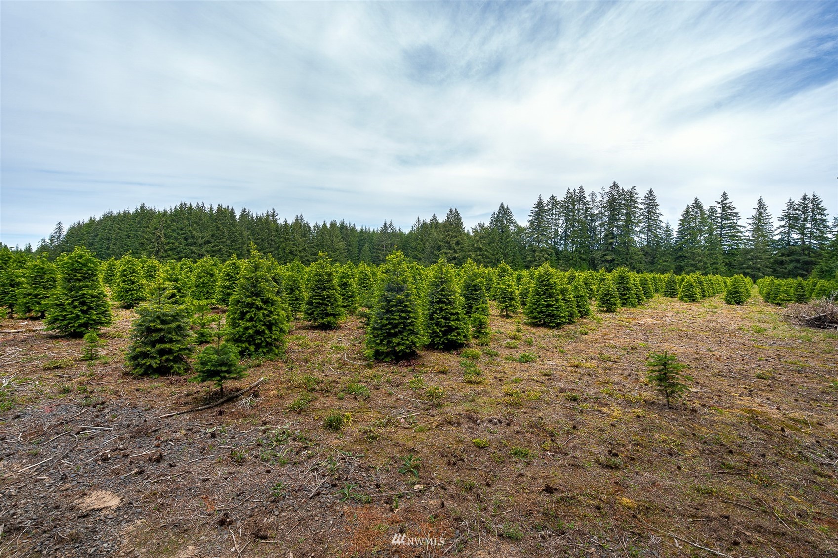 0 North Prairie Road Napavine, WA 98532 - Photo 14 of 24 a view of a field with trees in the background