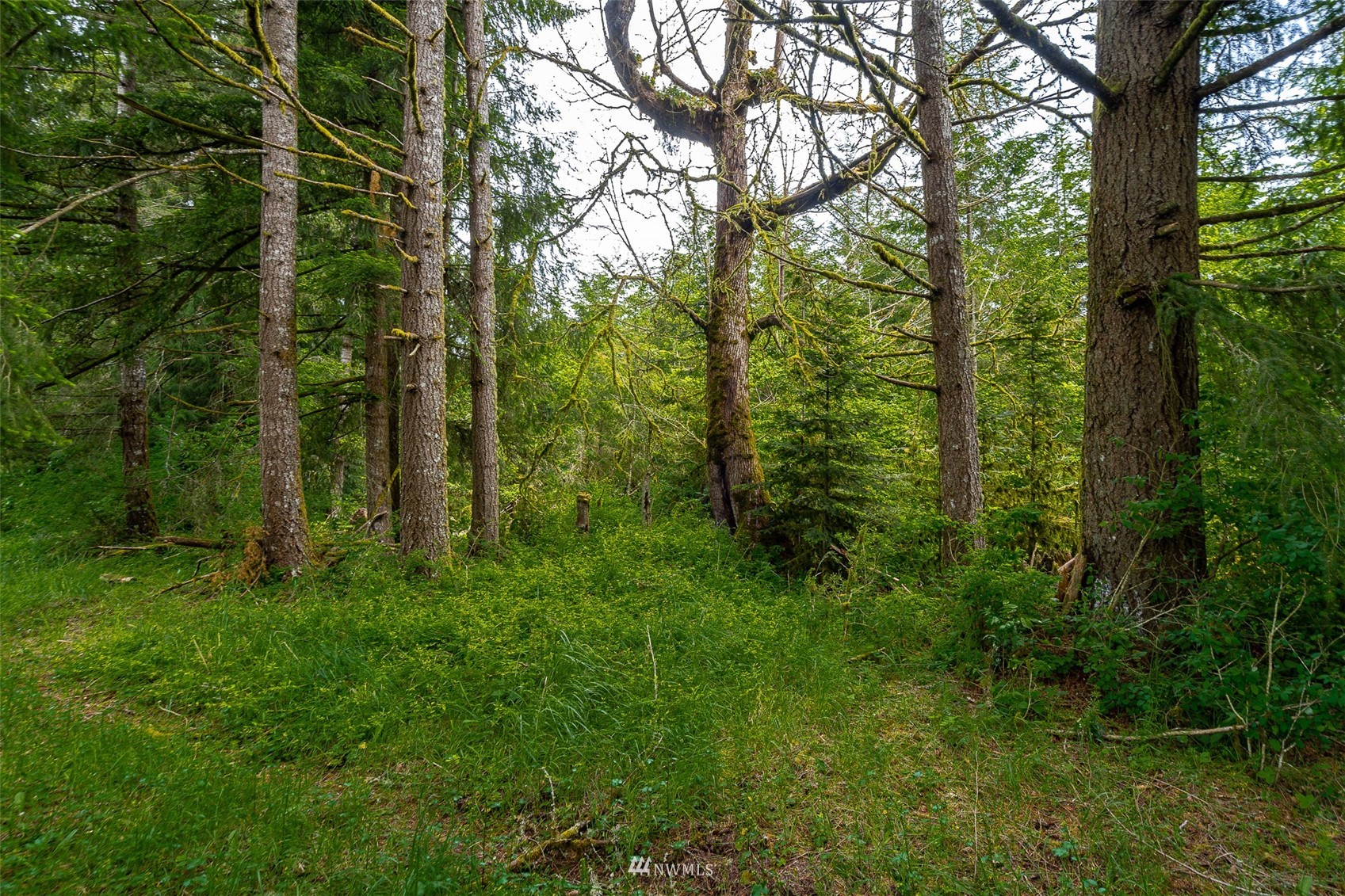 0 North Prairie Road Napavine, WA 98532 - Photo 4 of 24 a view of a lush green forest