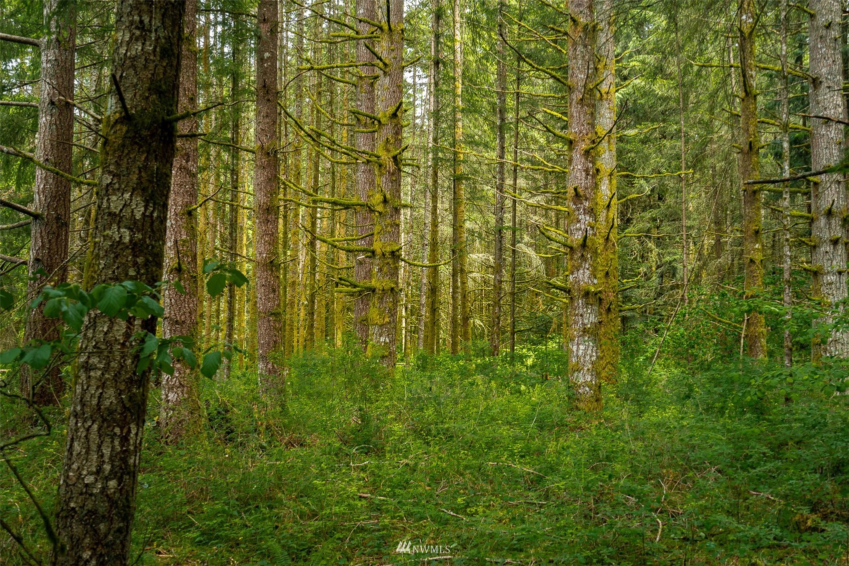 0 North Prairie Road Napavine, WA 98532 - Photo 10 of 24 a view of a yard with a tree