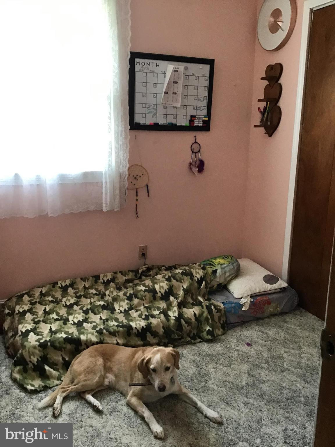 249 Sycamore Road Elkton, MD 21921 - Photo 15 of 21 3rd Bedroom (he loves his picture taken)