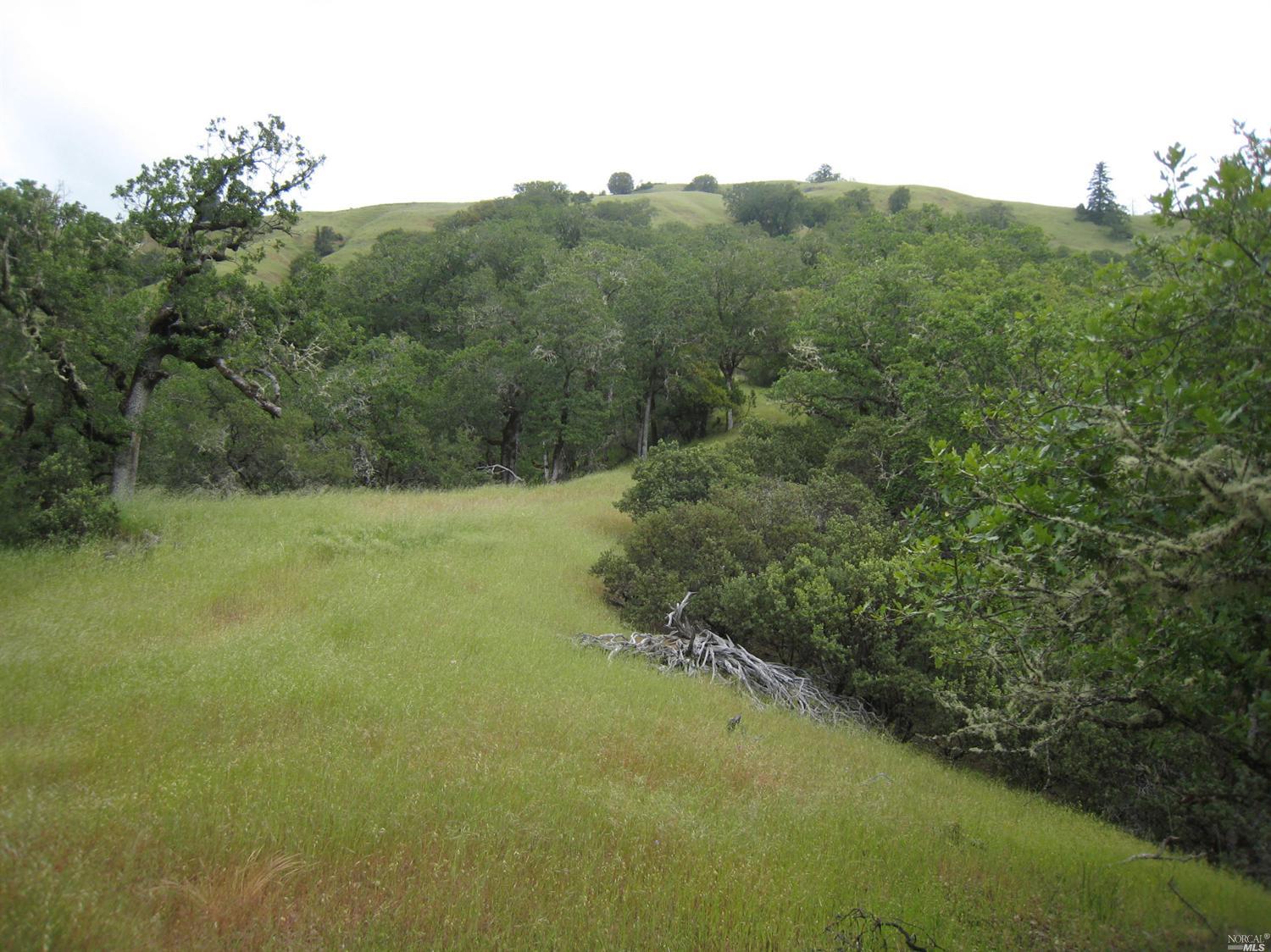 0 Skaggs Springs Road Geyserville, CA 95441 - Photo 1 of 1 a view of a forest with a street