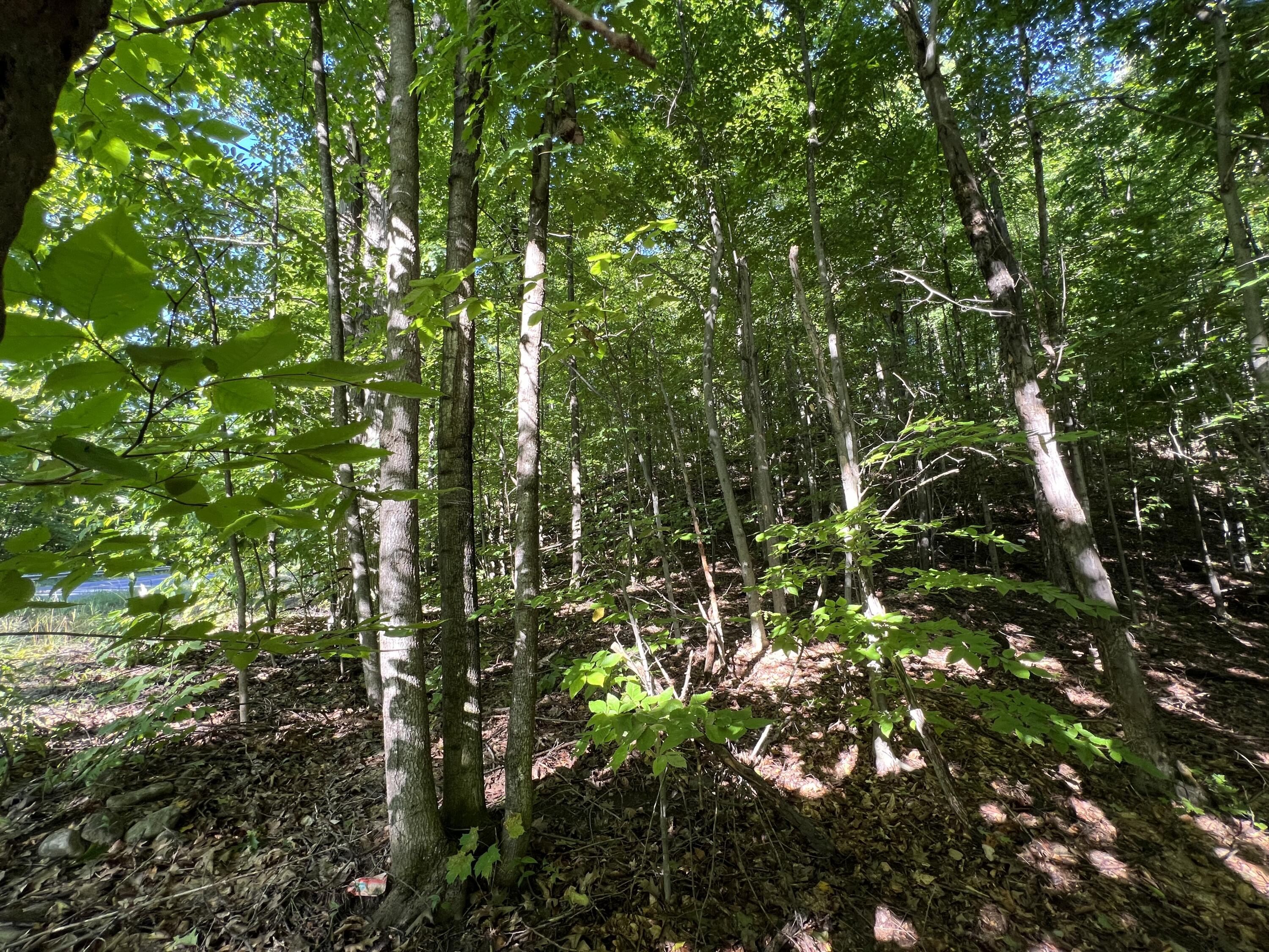 0 Parker Road West Chazy, NY 12992 - Photo 11 of 11 Gallery Image 11