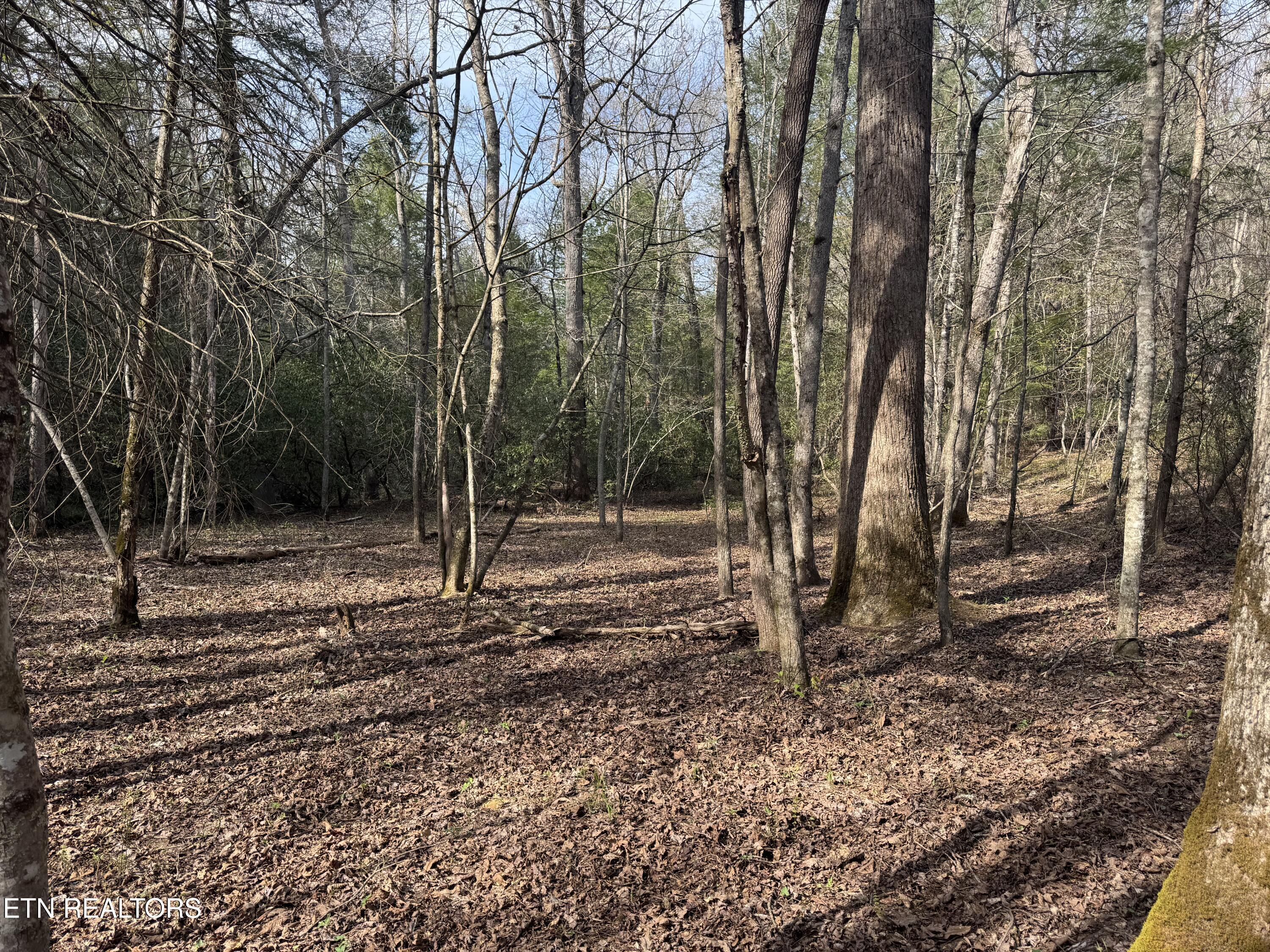 0 Burrville Road Sunbright, TN 37872 - Photo 11 of 28 IMG_3236