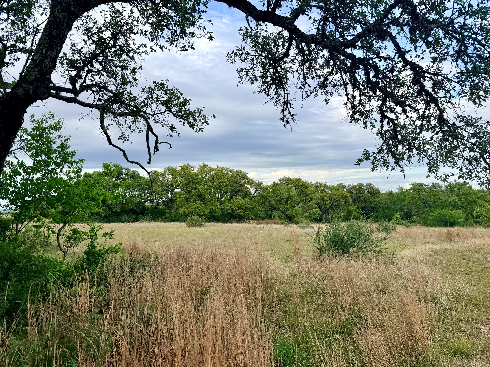 This property features an expansive field with tall, dry grasses and scattered green foliage