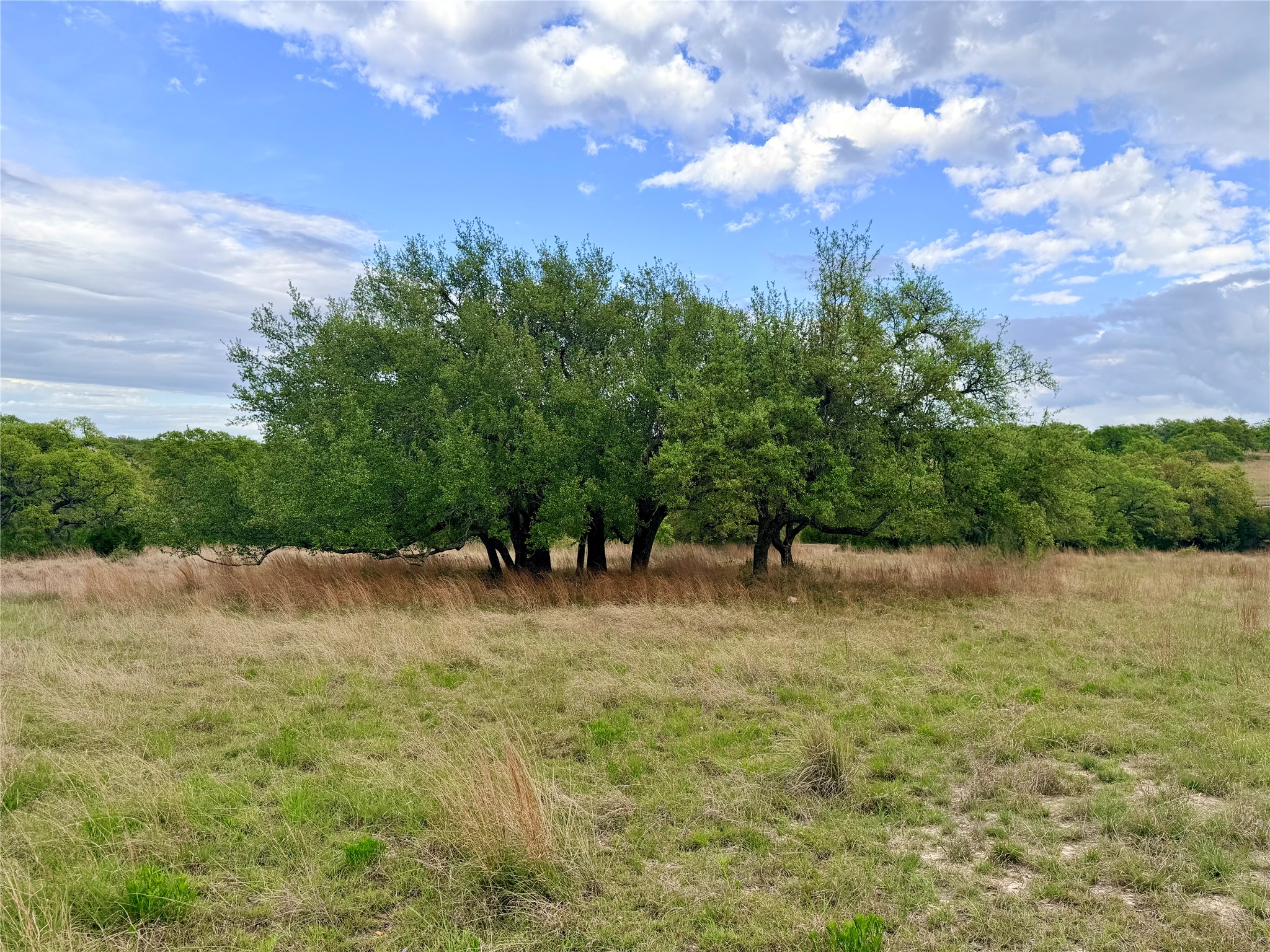768 North Walnut Springs Road Johnson City, TX 78636 - Photo 8 of 22 The property features expansive open land with natural grasses and mature trees, offering a serene environment