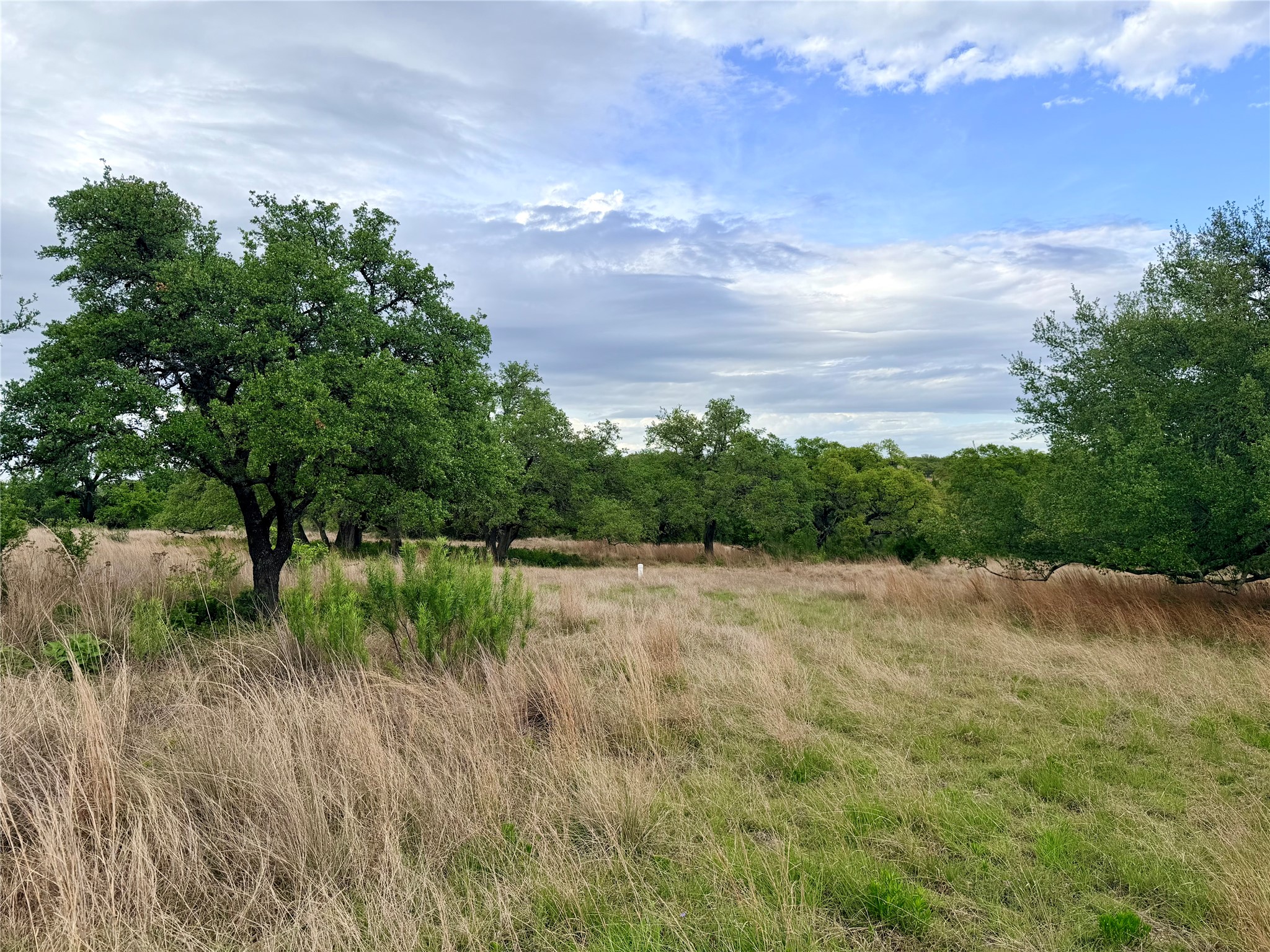 768 North Walnut Springs Road Johnson City, TX 78636 - Photo 9 of 22 This property features an expansive natural landscape with mature trees and open grassy areas under a bright sky