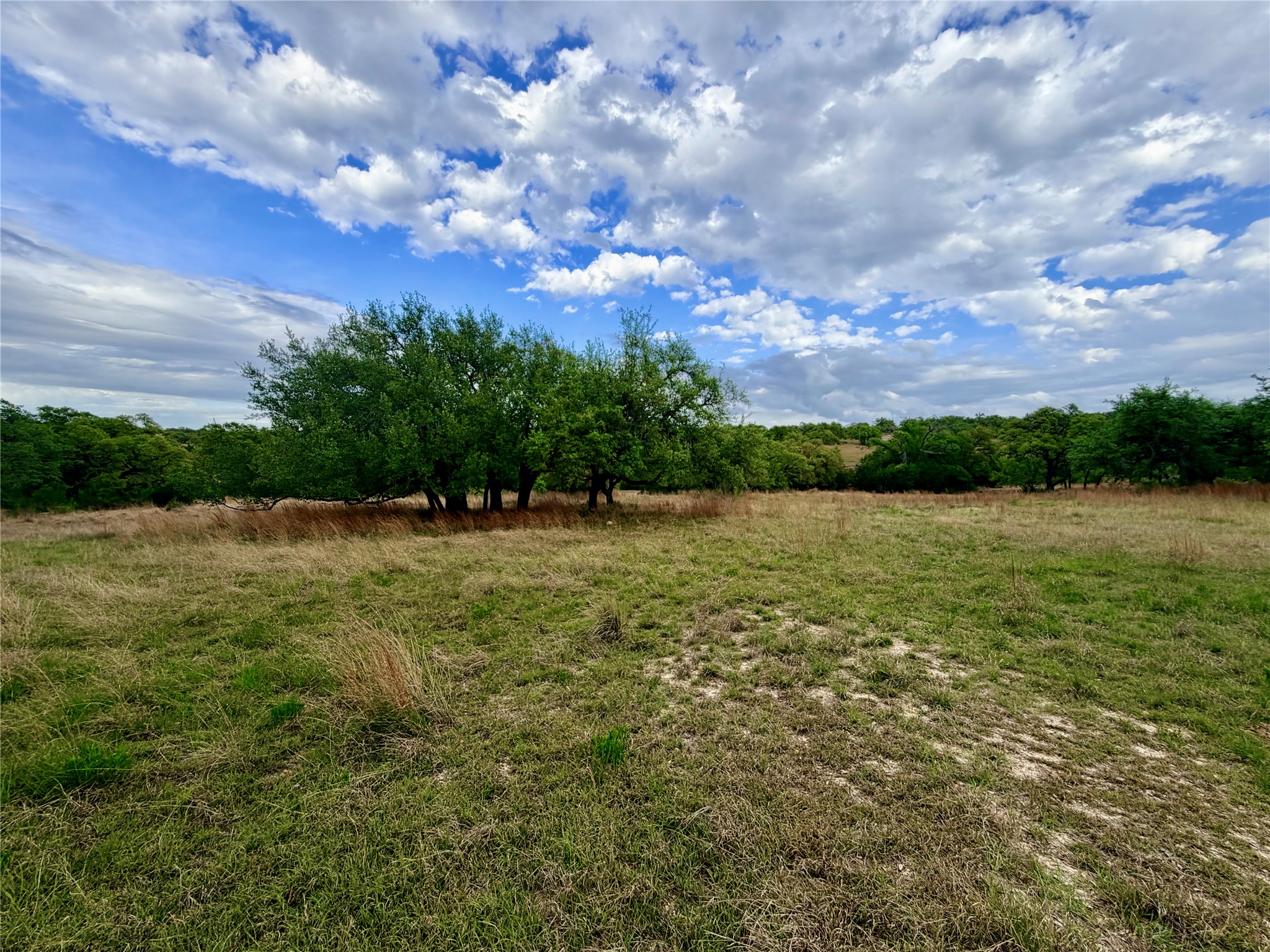 768 North Walnut Springs Road Johnson City, TX 78636 - Photo 10 of 22 The property features an expansive open field with areas of green and dry grasses, bordered by a line of mature trees