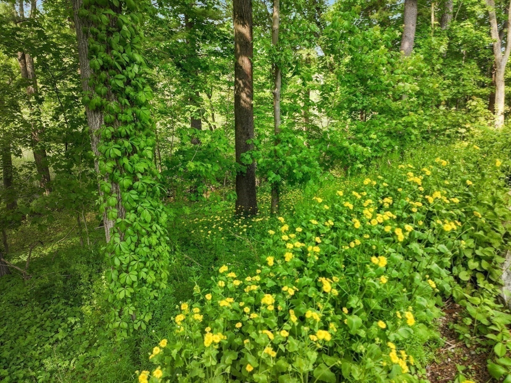 709 Boston Post Road Weston, MA 02493 - Photo 23 of 42 a view of a lush green forest