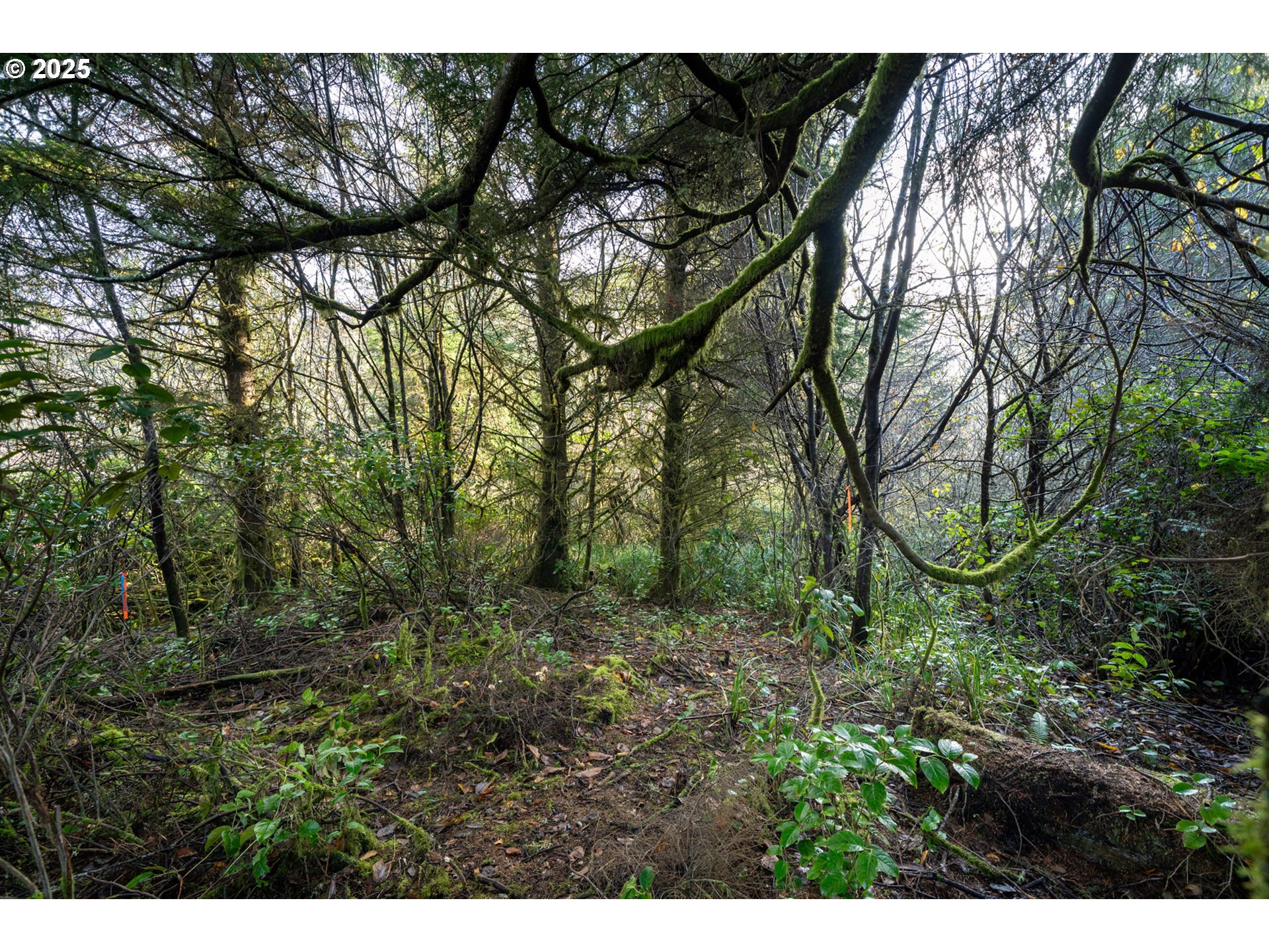 500 Sandlake Road Cloverdale, OR 97112 - Photo 4 of 12 a view of a forest with trees in the background