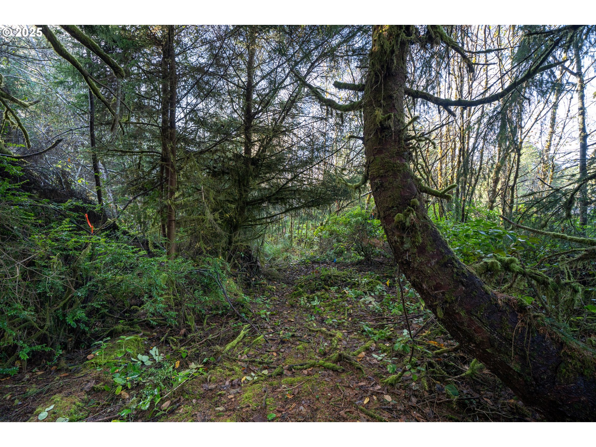 500 Sandlake Road Cloverdale, OR 97112 - Photo 5 of 12 a view of a yard with plants and a large tree