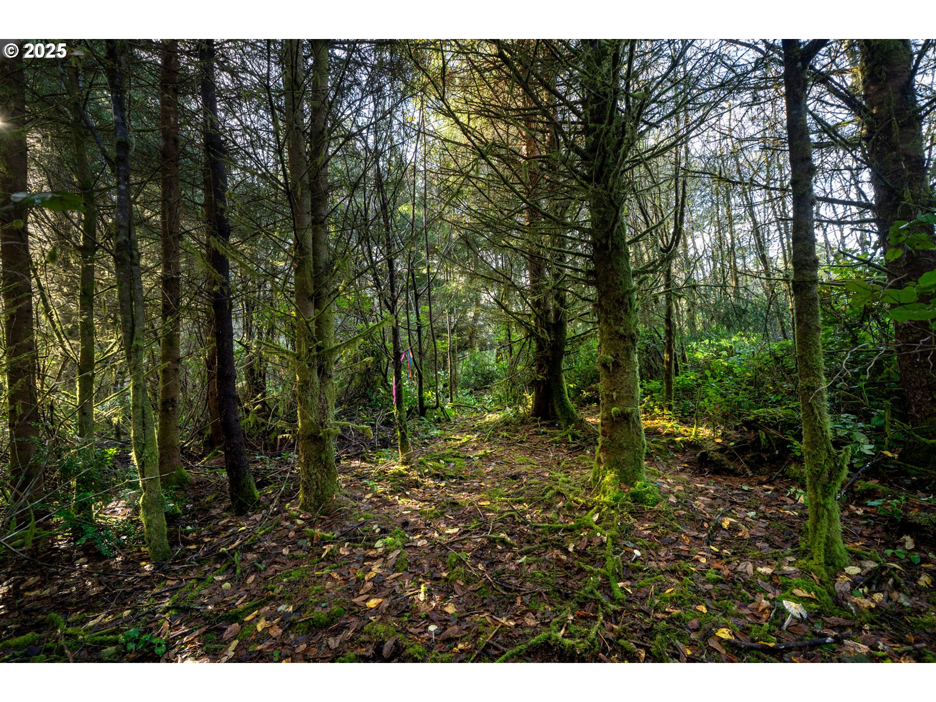 500 Sandlake Road Cloverdale, OR 97112 - Photo 6 of 12 a large yard with lots of trees