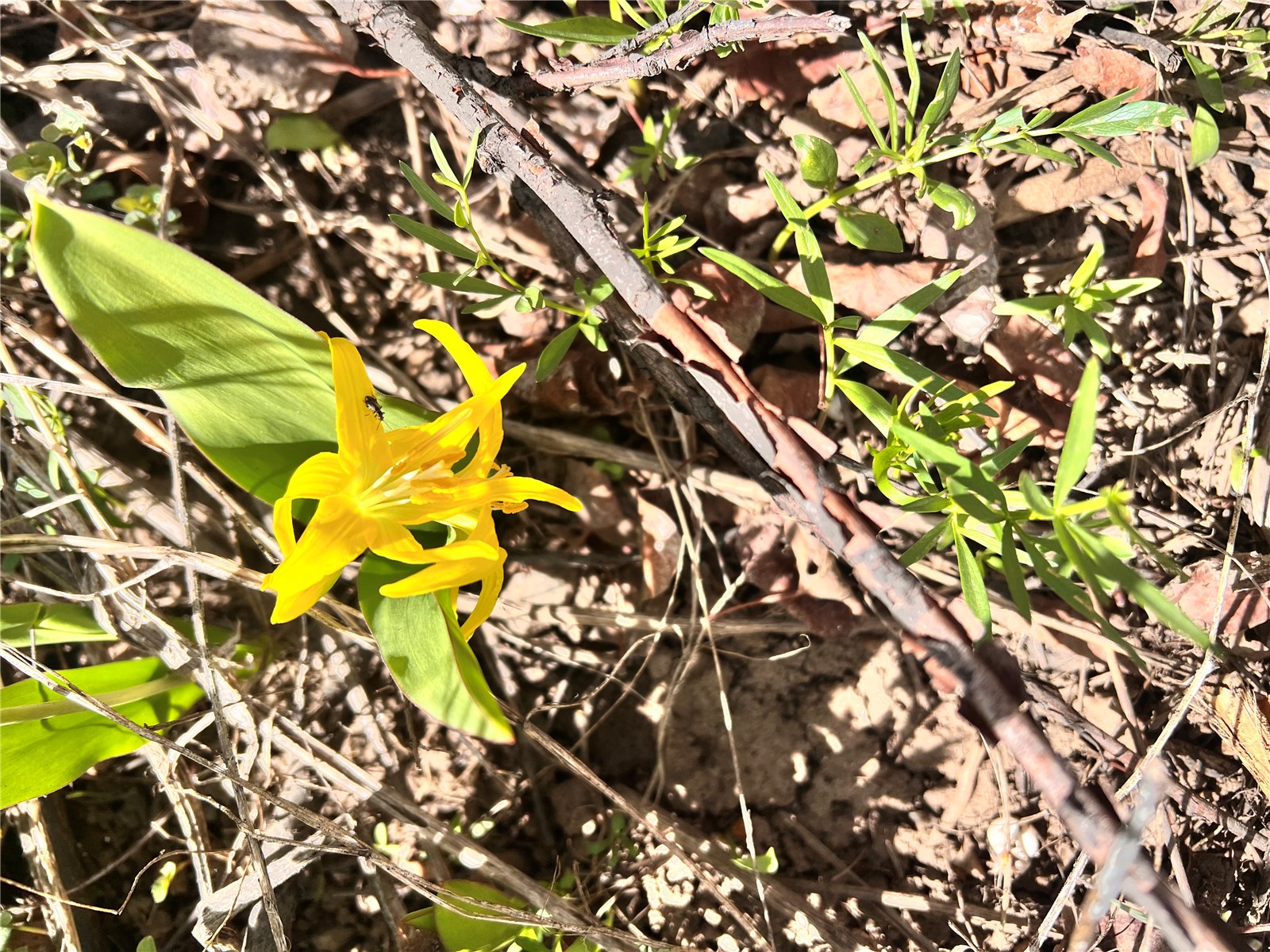 57960 Longfellow Way Clark, CO 80428 - Photo 8 of 9 Wildflower
