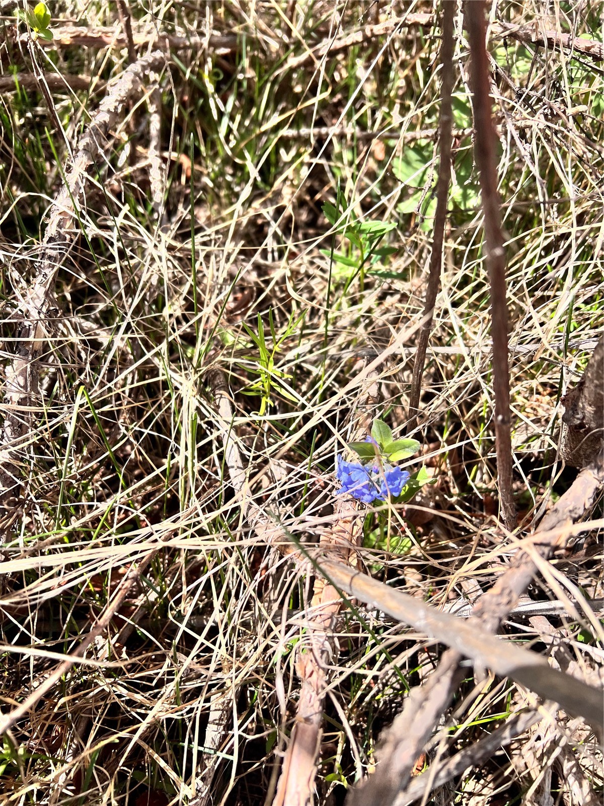 57960 Longfellow Way Clark, CO 80428 - Photo 9 of 9 Wildflower