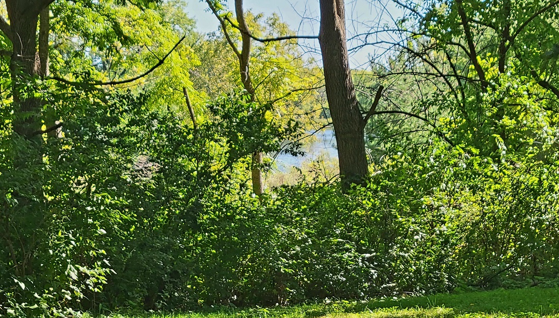 23885 Hazel Road Sterling, IL 61081 - Photo 44 of 48 a backyard of a house with lots of green space