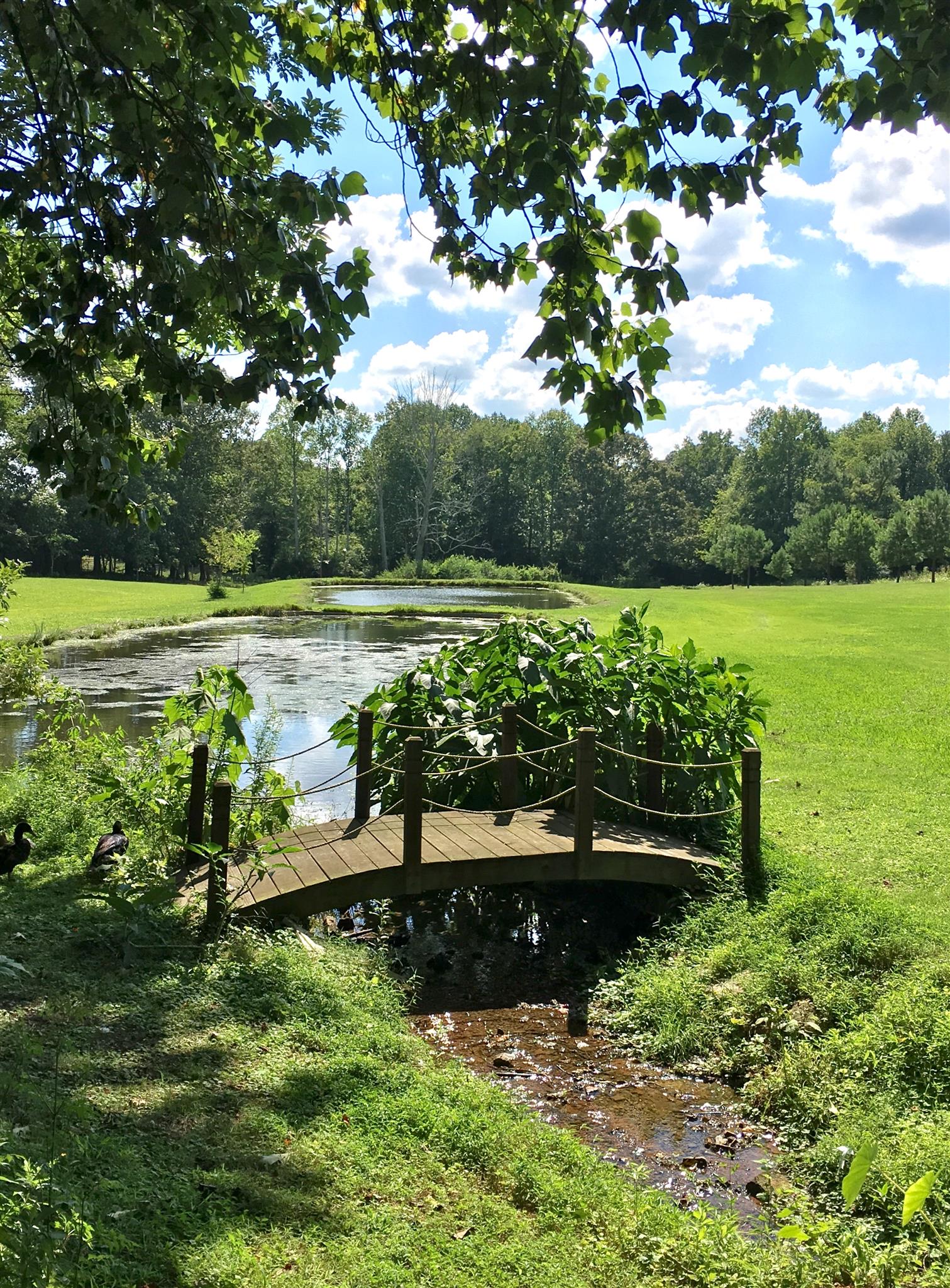 209 Bonnertown Road Five Points, TN 38457 - Photo 27 of 30 a view of a lake with a yard