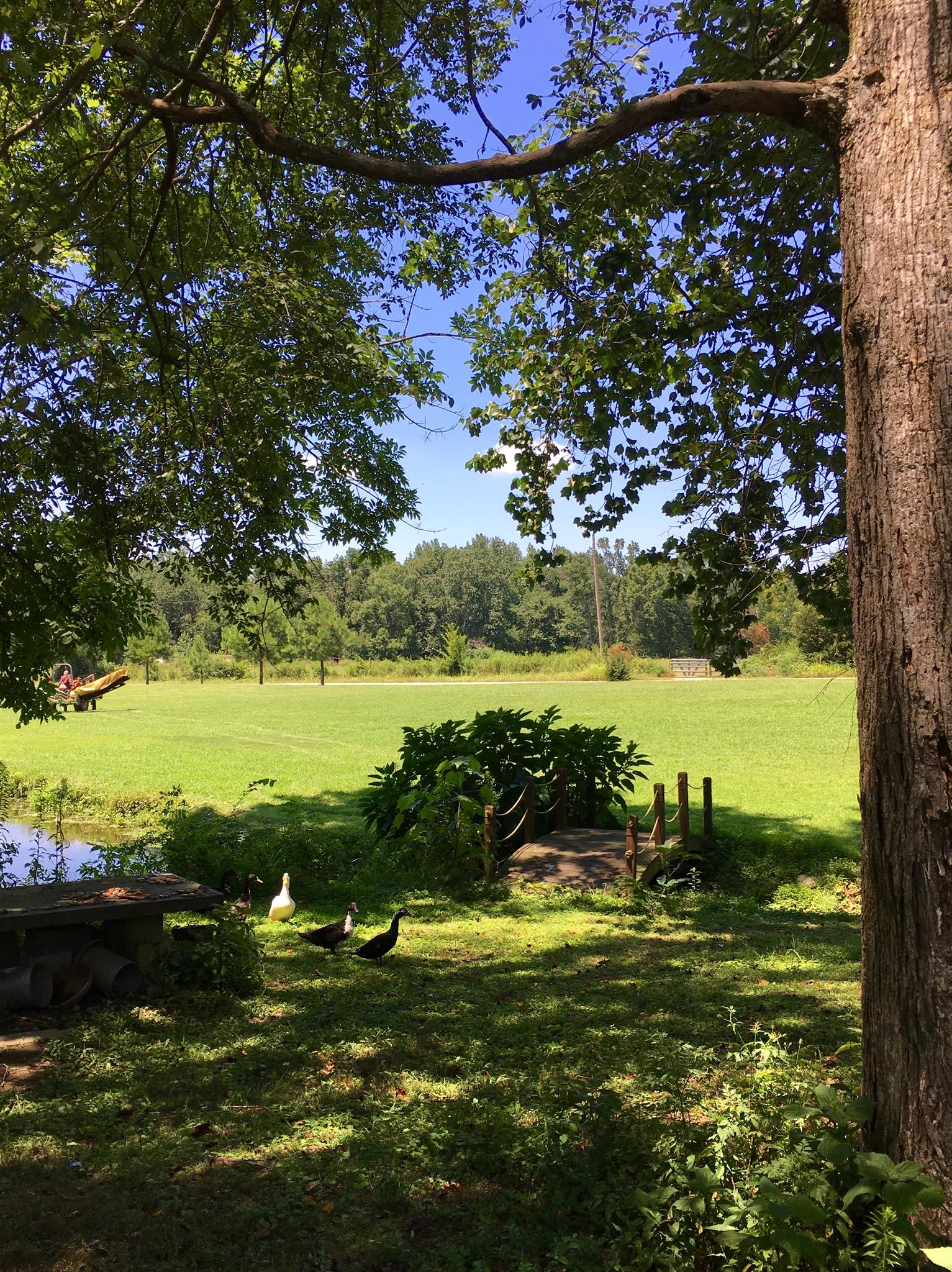 209 Bonnertown Road Five Points, TN 38457 - Photo 28 of 30 a view of a lake from a yard
