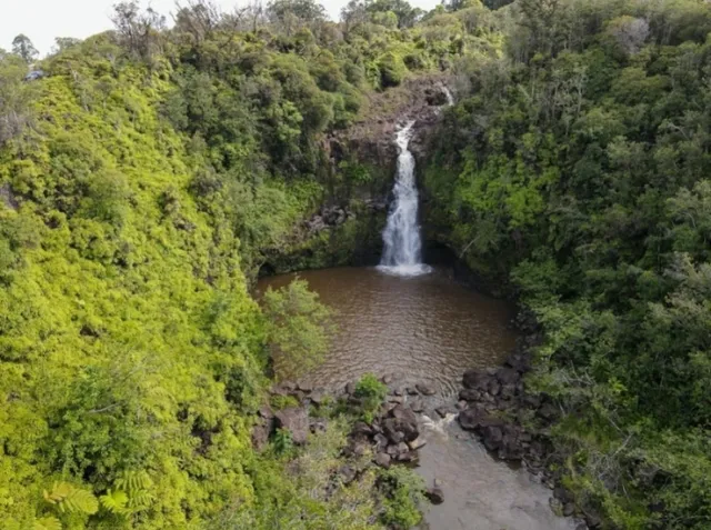 a view of a forest with a tree
