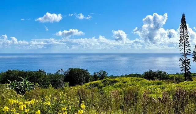 a view of a lake in middle of forest