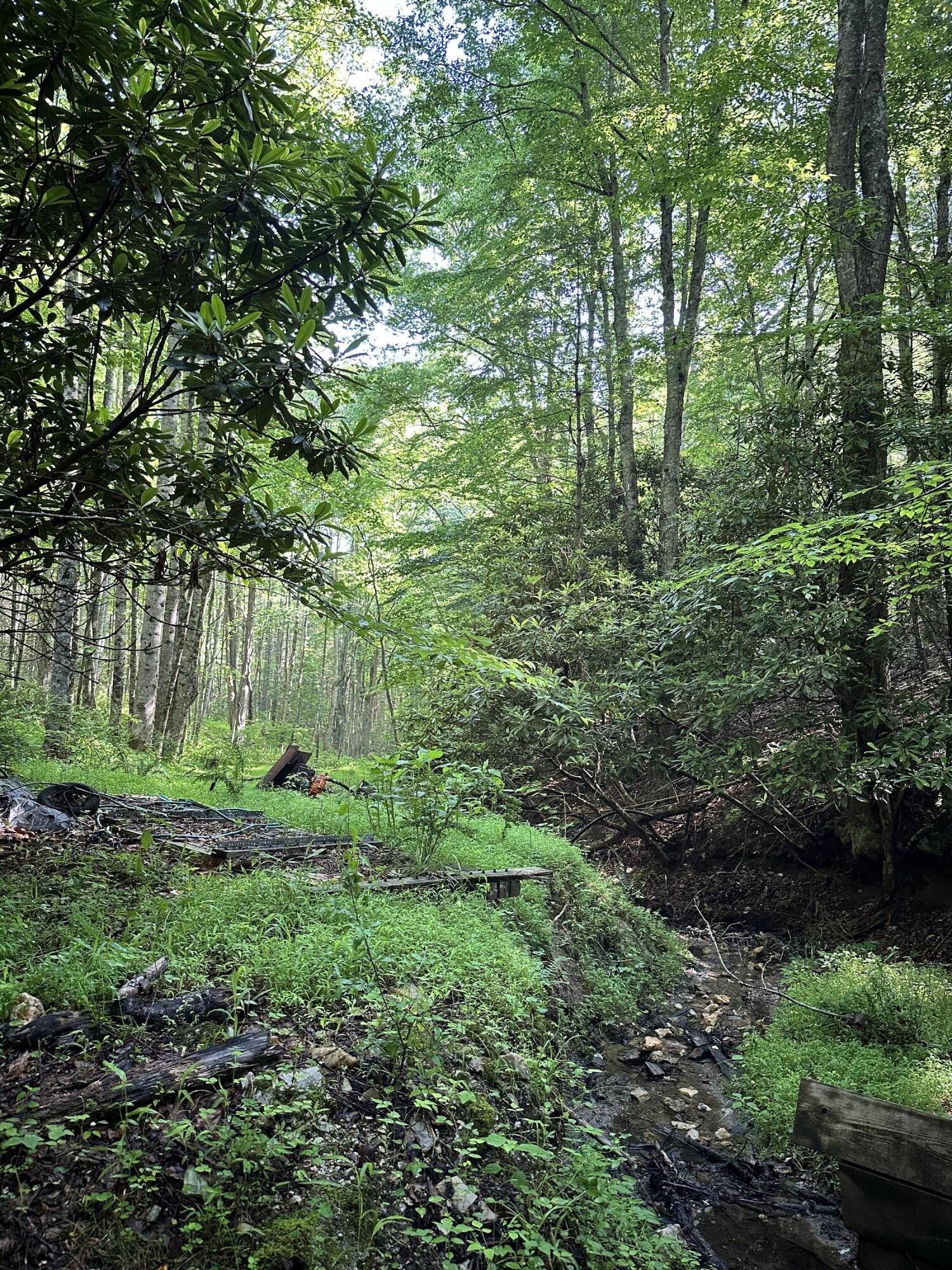 297 Reed Hill Road Northwest Floyd, VA 24091 - Photo 12 of 15 a view of a lush green forest