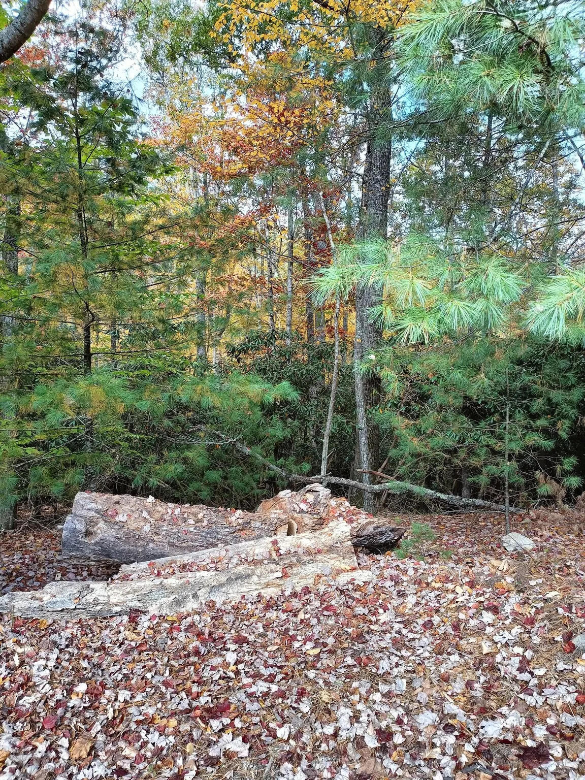 297 Reed Hill Road Northwest Floyd, VA 24091 - Photo 5 of 15 a view of a forest filled with trees