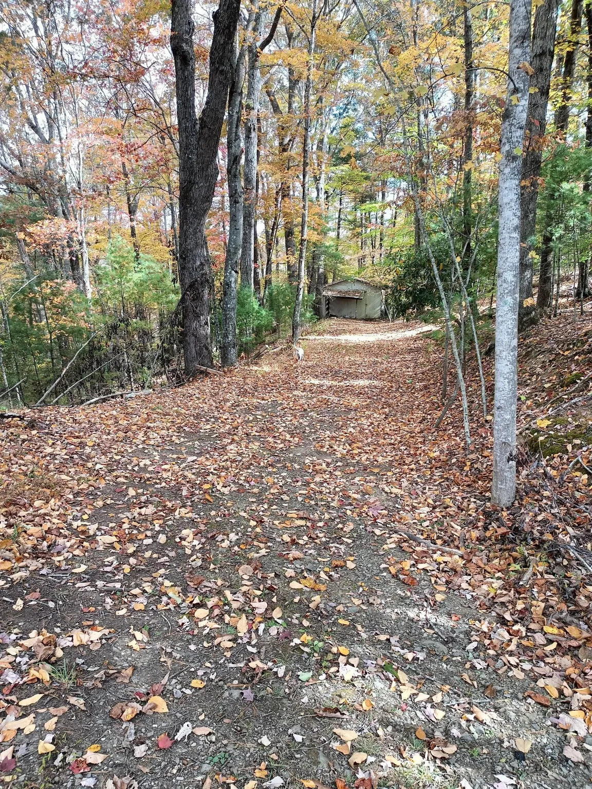 297 Reed Hill Road Northwest Floyd, VA 24091 - Photo 6 of 15 a view of outdoor space and yard