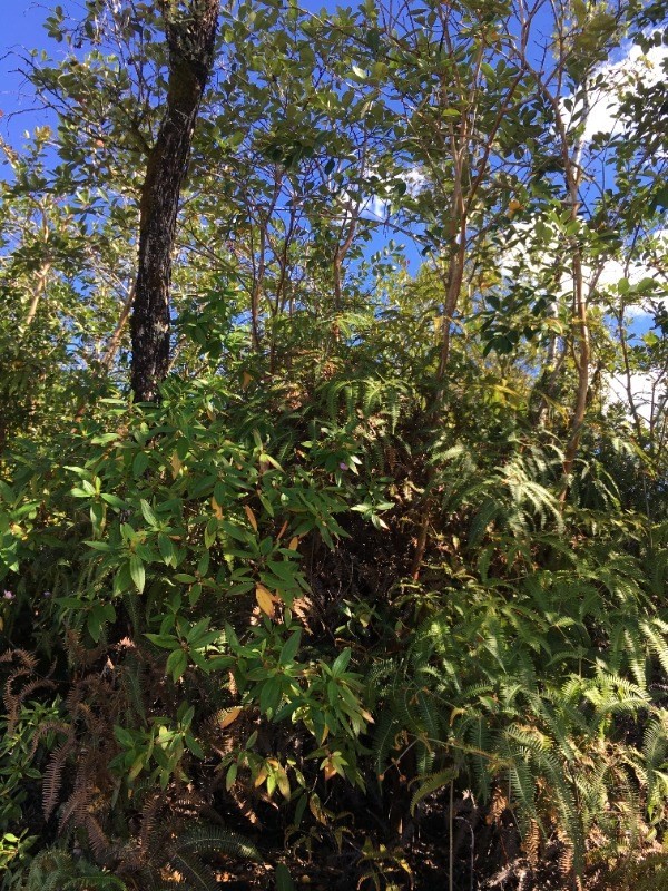 209 Lanihuli Road Volcano, HI 96785 - Photo 1 of 1 a view of a tree