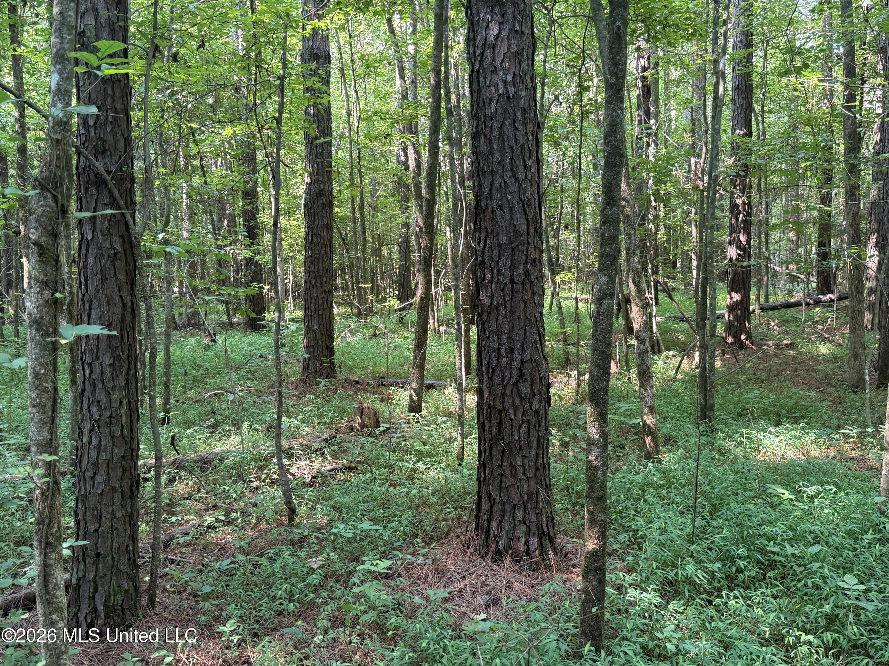 Monte Vista Road Eupora, MS 39744 - Photo 7 of 54 6