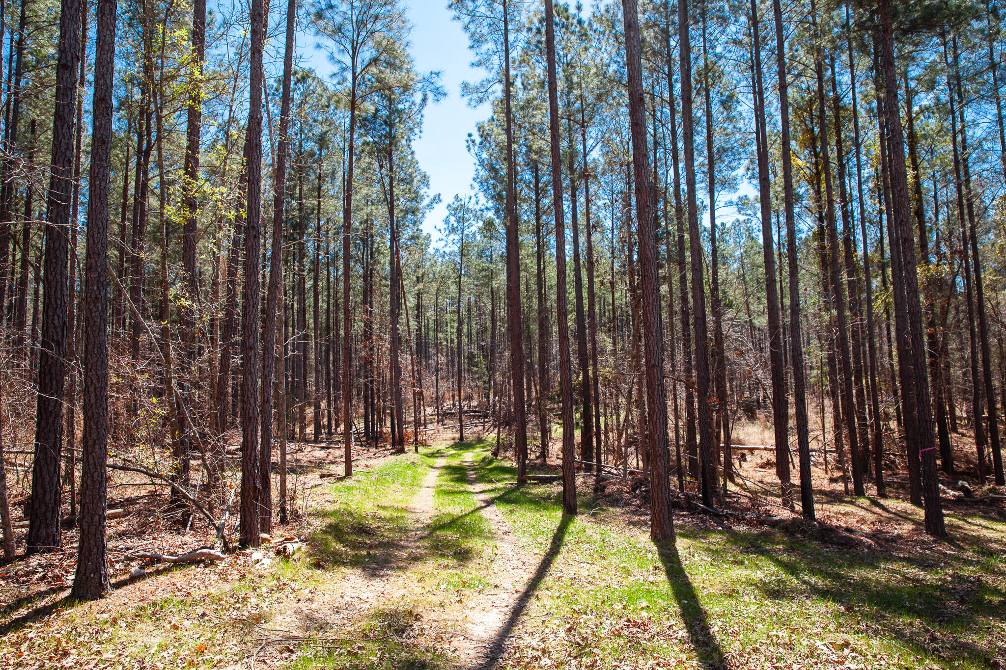 0 Mt Zion Church Road Lincolnton, GA 30817 - Photo 12 of 20 IMG_5035