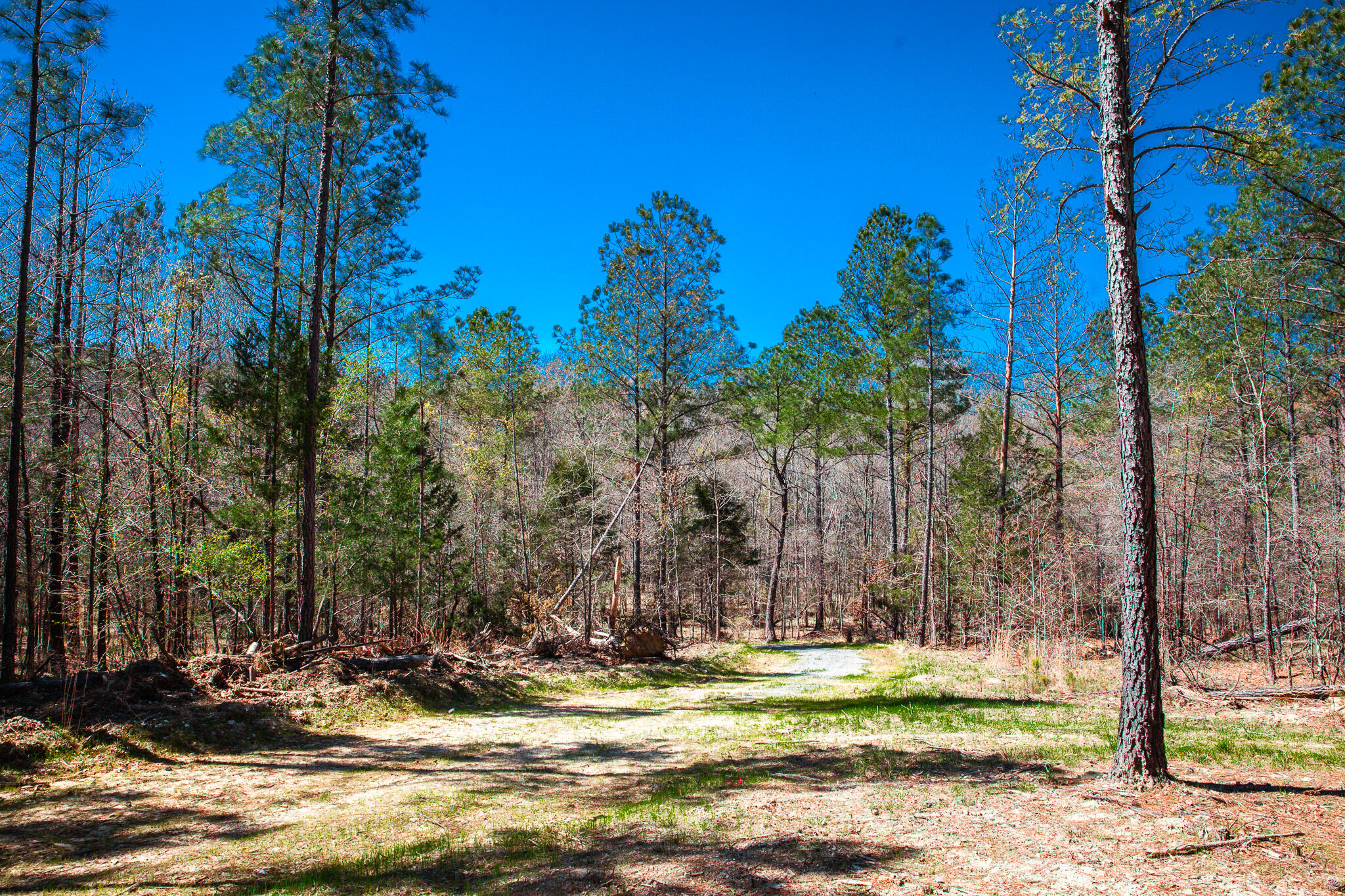 0 Mt Zion Church Road Lincolnton, GA 30817 - Photo 13 of 20 IMG_5036