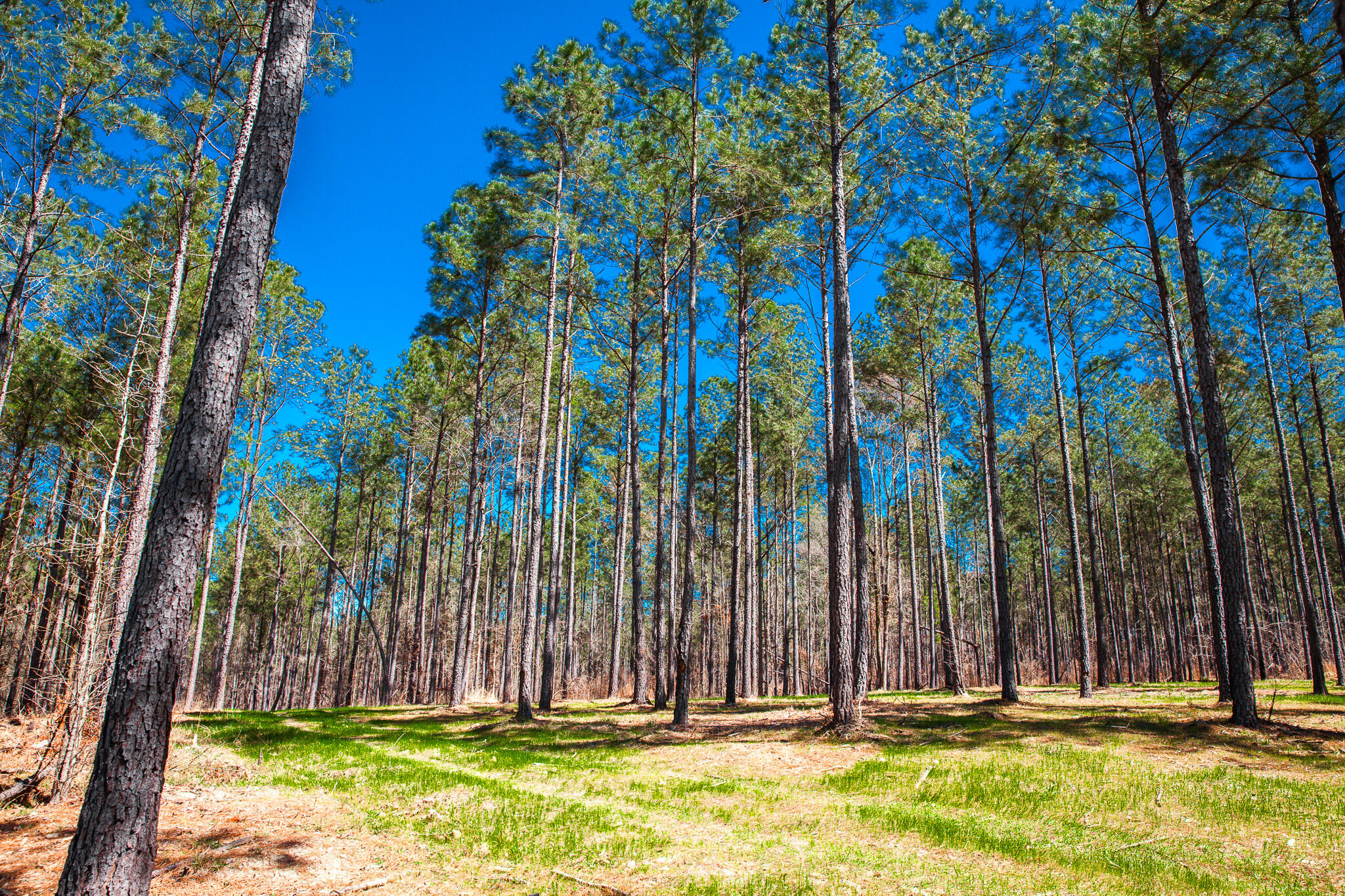 0 Mt Zion Church Road Lincolnton, GA 30817 - Photo 14 of 20 IMG_5037