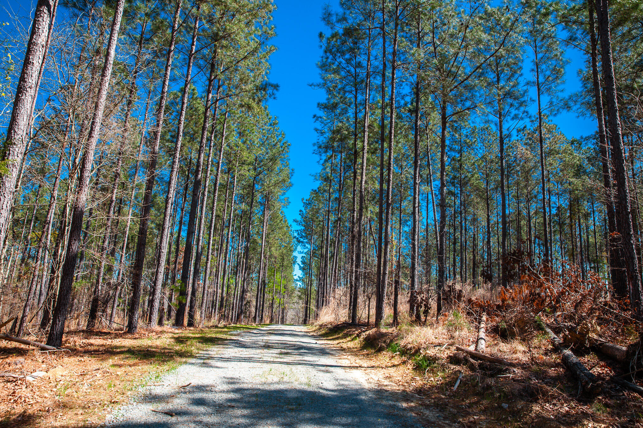 0 Mt Zion Church Road Lincolnton, GA 30817 - Photo 17 of 20 IMG_5021